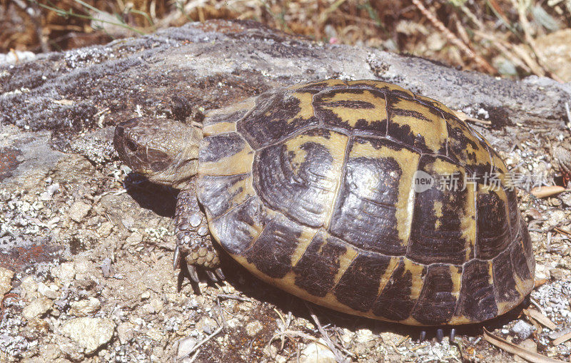 赫尔曼的（Testudo Hermanni）